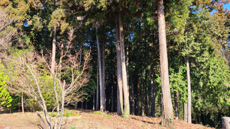 山林の間伐倒木
