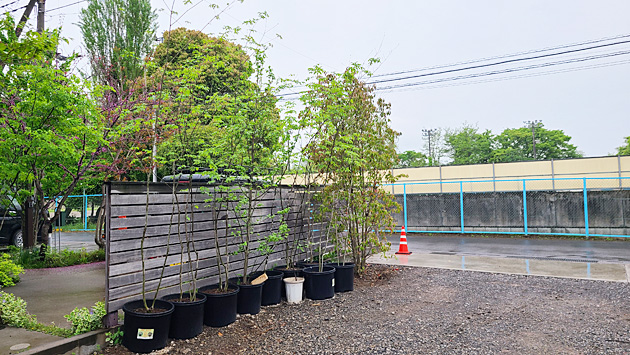 植木・庭木販売